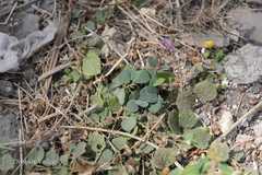 Desmodium gangeticum